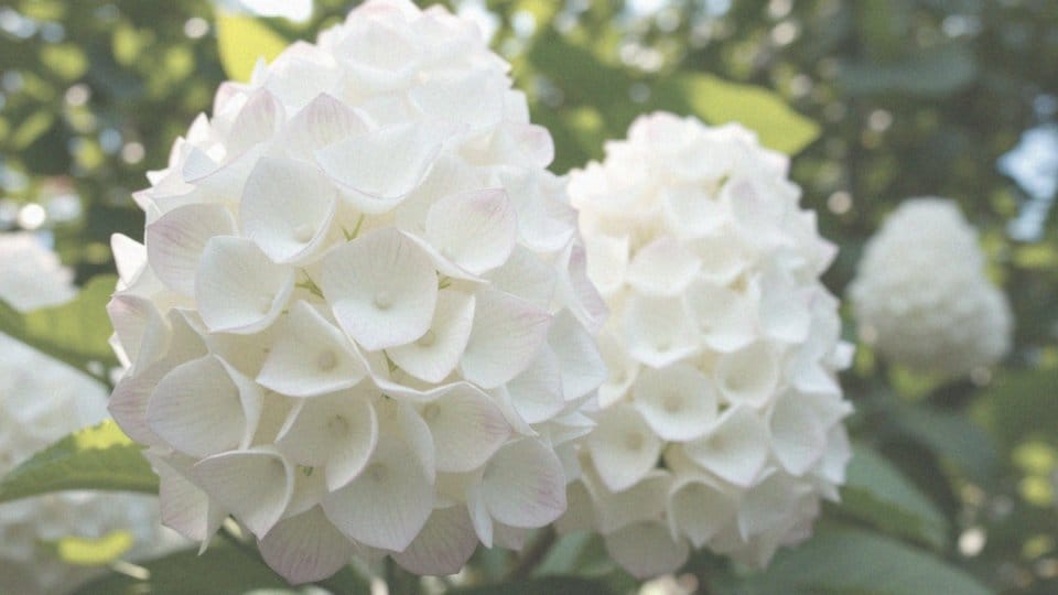 Jakie kwiatostany ma odmiana Grandiflora?