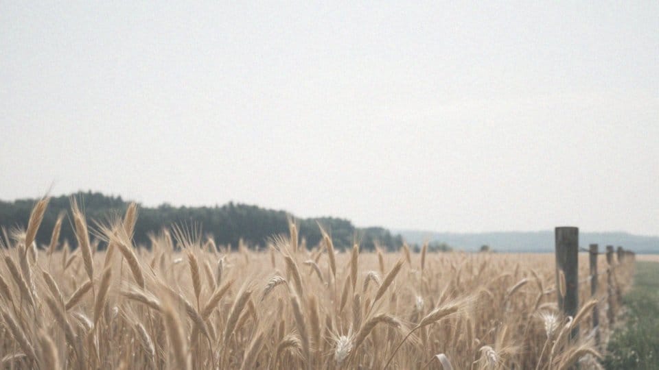Czy zarodniki grzybów mają wpływ na alergie w lipcu?