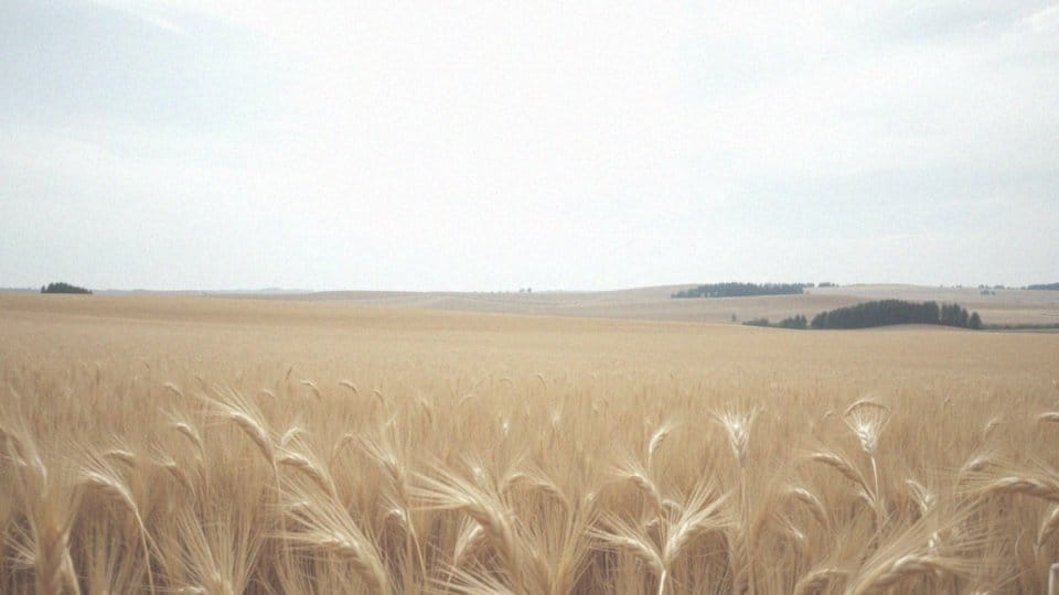 Jakie czynniki wpływają na stężenie pyłków żyta w powietrzu?