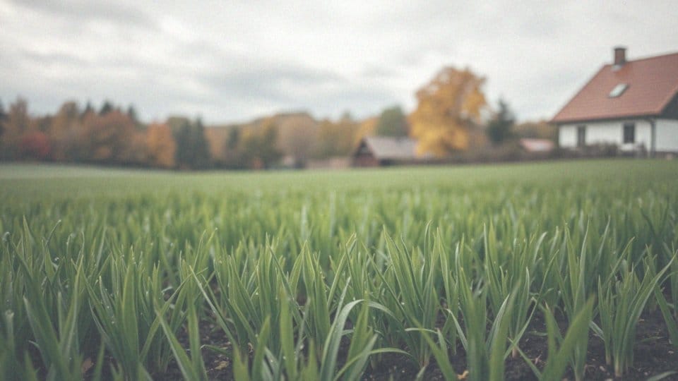 Jakie warunki pogodowe sprzyjają siewowi trawy jesienią?