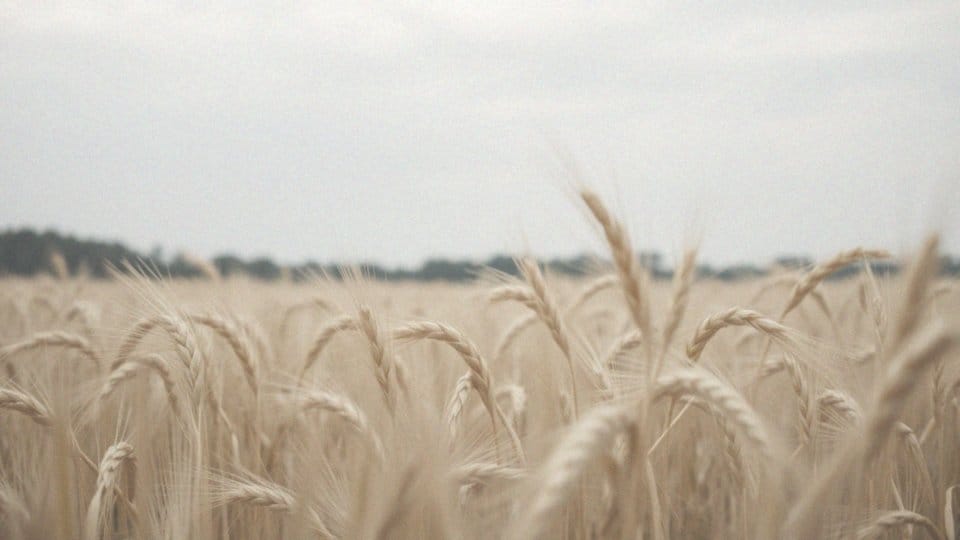 Alergia wziewna na żyto – objawy, przyczyny i leczenie