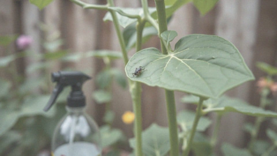 Co na mszyce? Sprawdzone domowe sposoby na zwalczanie szkodników