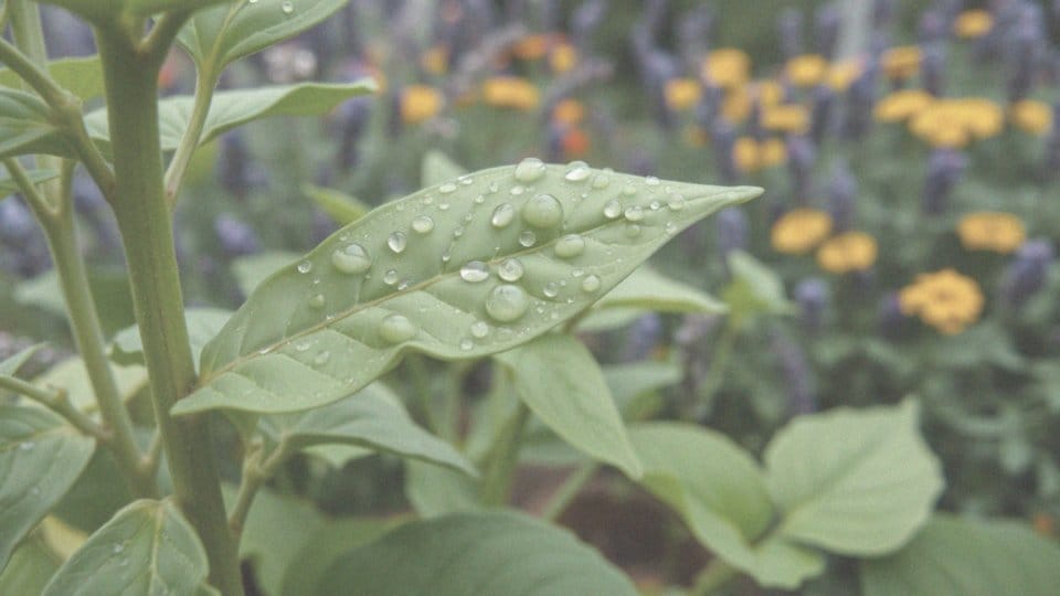 Co odstrasza mszyce? Skuteczne naturalne metody walki