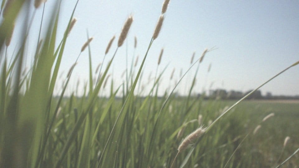 Co pyli w lipcu? Kalendarz pylenia i porady dla alergików