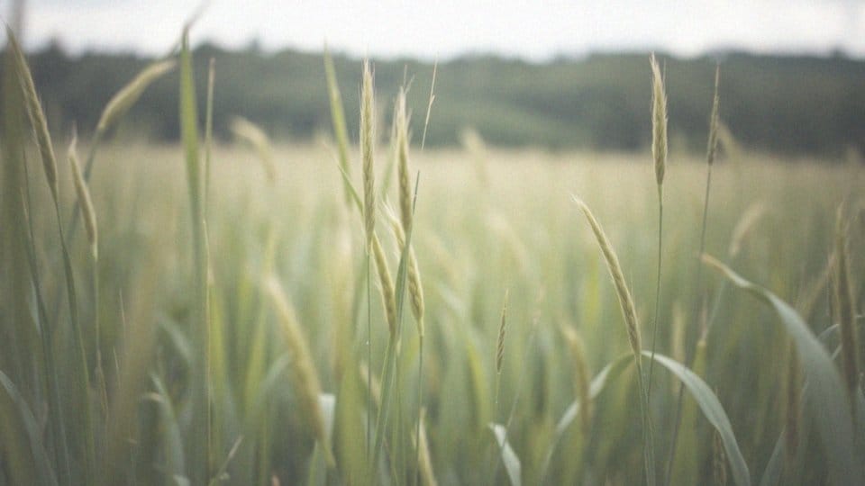 Co uczula w czerwcu? Jakie rośliny i pyłki są najgroźniejsze?