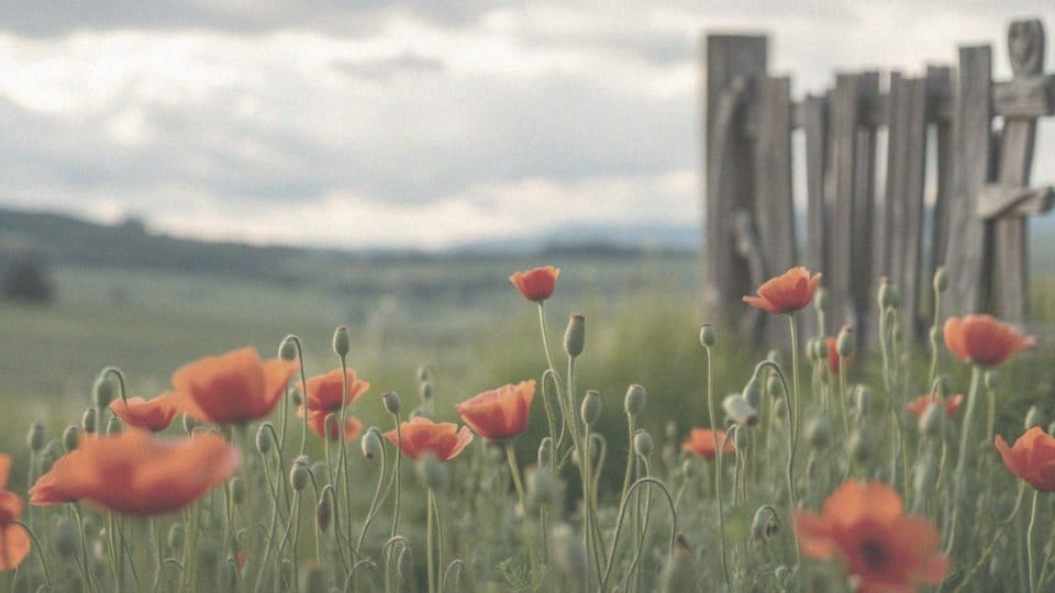 Dlaczego mak jest zakazany? Przyczyny i regulacje prawne
