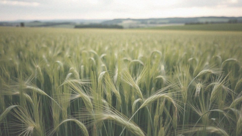 Kiedy pyli żyto? Sezon alergiczny i objawy alergii