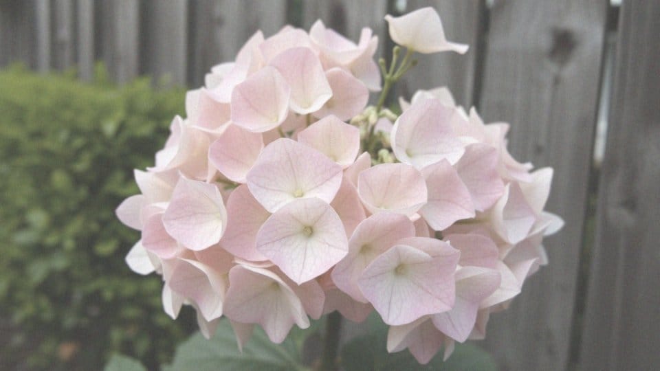 Najnowsze odmiany hortensji bukietowej – odkryj fascynujące nowości